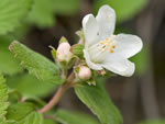 Cliff Jamesia (Jamesia americana).