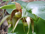 Clustered Lady’s Slipper (Cypripedium fasciculatum)