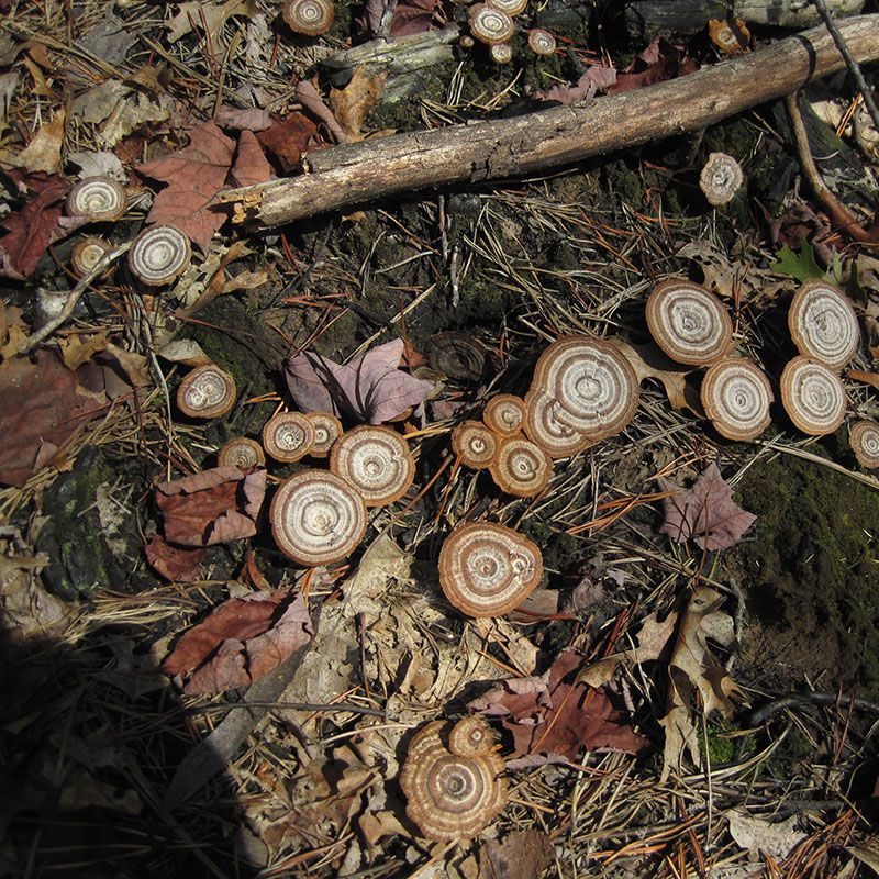 Colony in severely burned area.