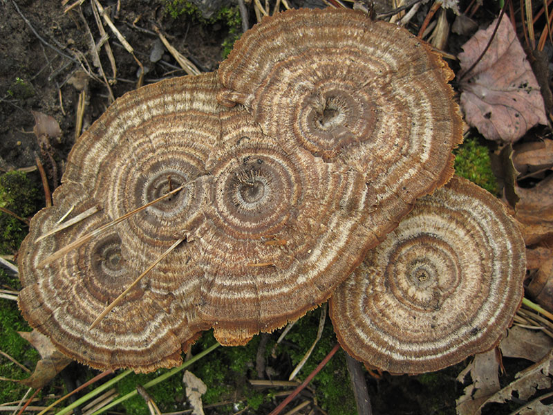 Group of four caps that have merged.
