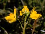 common bladderwort, Utricularia macrorhiza