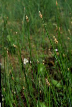 Eleocharis palustris.