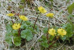 Cooley's False Buttercup (Kumlienia cooleyae)