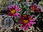 Colorado tansyaster (Xanthisma coloradoense).