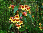 Crossvine (Bignonia capreolata)