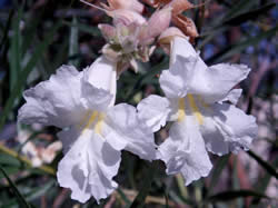 Desert willow flowers.