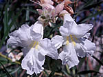 Desert willow flowers.