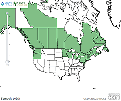 Map of the United States showing states. States are colored green where the species may be found.