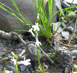 Lobelia dortmanna