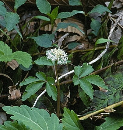 Dwarf ginseng