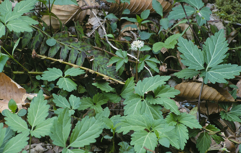 Dwarf ginseng