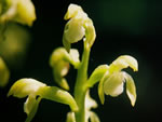 Early Coralroot (Corallorhiza trifida).