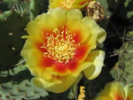 Eastern Prickly Pear (Opuntia humifusa).