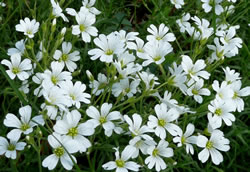 Field Chickweed
