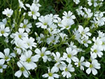 Field Chickweed (Cerastium arvense).