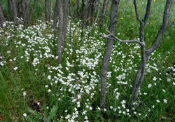Field Chickweed
