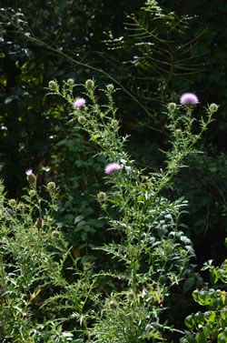 Field Thistle (Cirsium discolor)