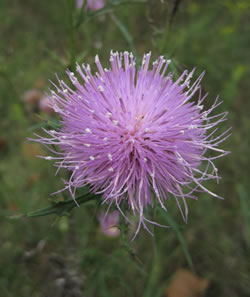 Field Thistle (Cirsium discolor)