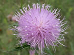 Field Thistle (Cirsium discolor)