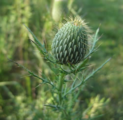 Field Thistle (Cirsium discolor)