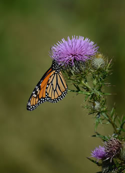 Monarch butterfly on Field Thistle (Cirsium discolor) flower head.