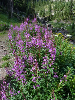 Fireweed (Chamerion angustifolium) habitat.