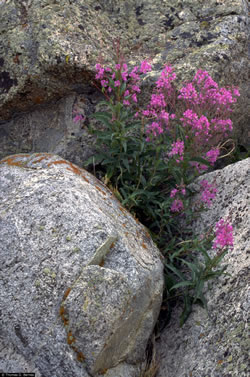 Chamerion angustifolium.