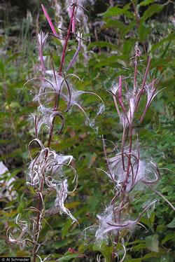 Chamerion angustifolium.