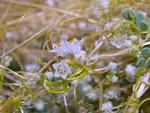 Orange-Fruited Horse Gentian Five-angled Dodder (Cuscuta pentagona)