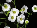 Flowering Spurge