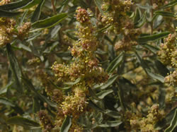 Four-wing saltbush (Atriplex canescens).