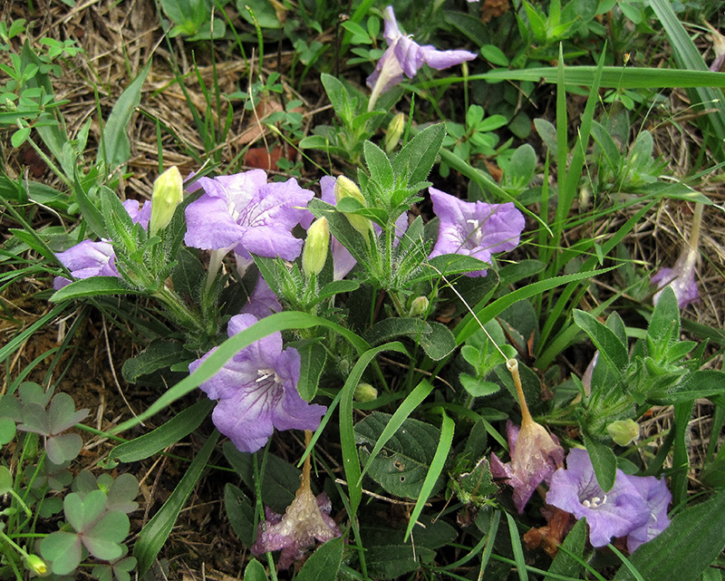 Anemone caroliniana leaves and plant stem.
