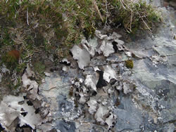 Umbilicaria americana.
