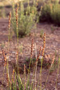 Pleuraphis jamesii.