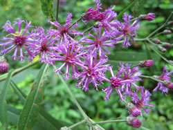 Vernonia gigantea