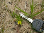Golden Hedgehyssop (Gratiola aurea).
