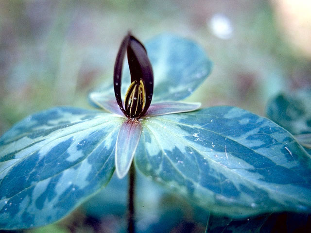 Graceful Trillium