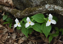 This great white trillium is infected with a mycoplasma that causes greening in the petals.
