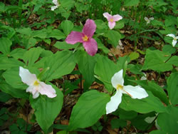 Trillium grandiflorum.