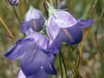 harebell.
