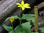 Jack-in-the Pulpit, Arisaema triphyllum.