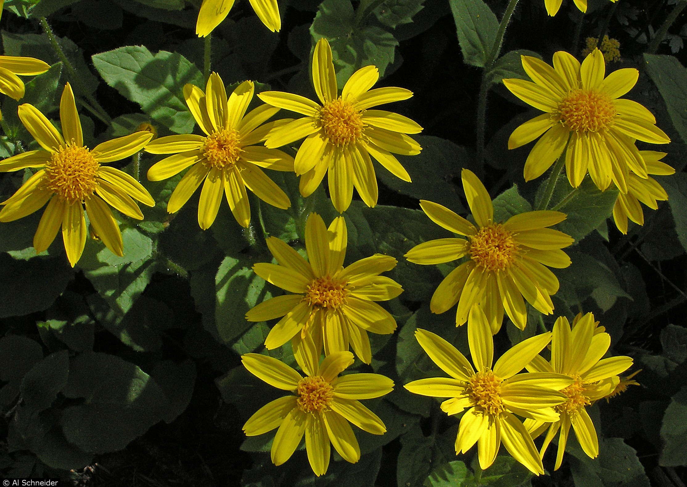 Heartleaf Arnica