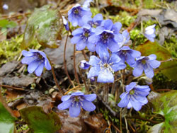 Hepatica flowers.