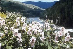 wild hollyhock growing along a streambank.