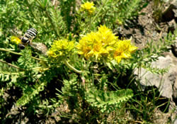 Ivesia gordonii and bee fly.