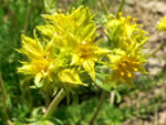 Gordon’s Ivesia (Ivesia gordonii)