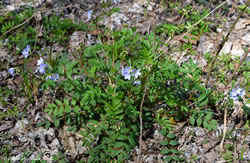 Jacob’s Ladder (Polemonium reptans)