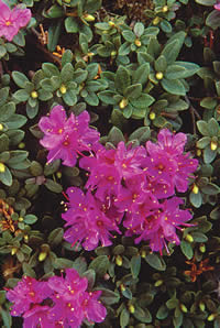 Lapland rosebay.