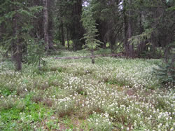 Leafy lousewort floweres in a subalpine meadow.
