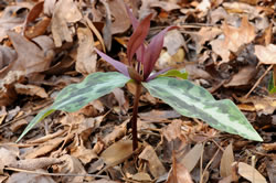 Trillium underwoodii